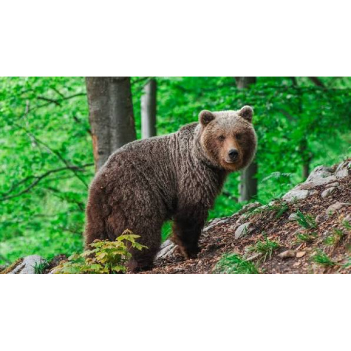 UPOZORNENIE PRE OBČANOV NA VÝSKYT MEDVEĎA